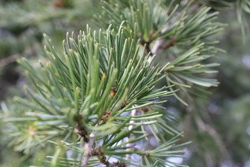 Pine Leaves